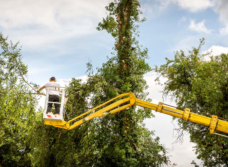 Tree removal services near Greenville SC