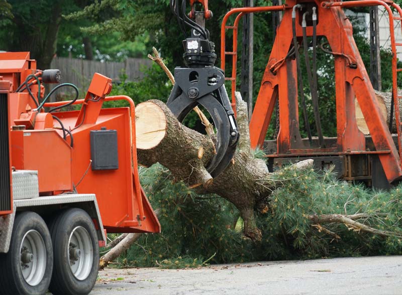 Tree Trimming Services in Annapolis South Carolina